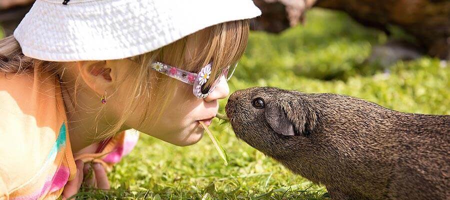 Summer pet safety