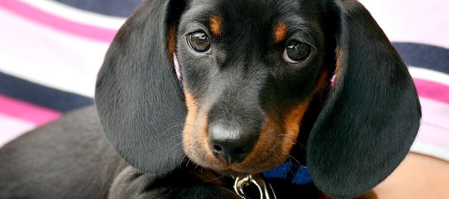 Pet training basics